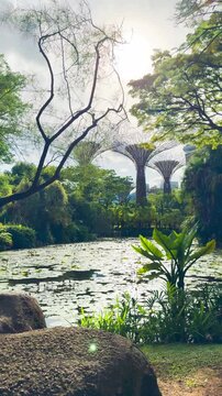 Peaceful tropical lake at Gardens by the Bay with the iconic Supertree Grove rising above lush greenery in Singapore. Sunlight filtering through the trees creates a calm cinematic atmosphere.