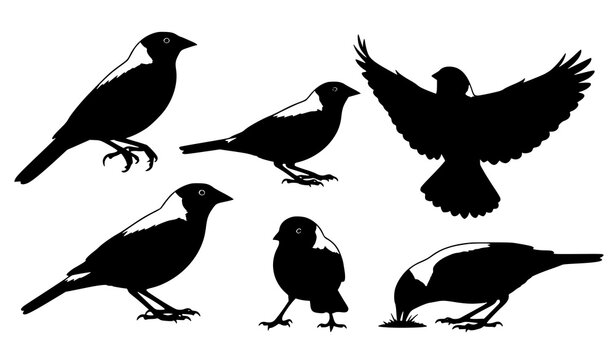 Bobolink bird silhouette set with flying perched and feeding poses isolated on white background