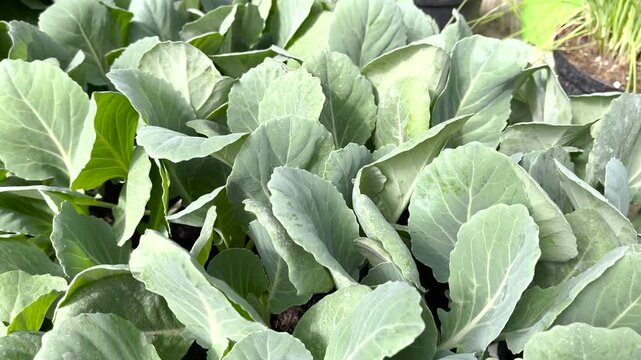 Young green cabbage seedlings grow in plastic trays at garden nursery. Healthy vegetable plants with large leaves are ready for transplanting to farm or backyard garden. High quality video shows