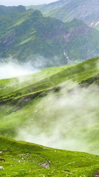 Video shows green grassy hills on a hiking trail to Bhriku Lake, Manali, India. Pine trees shrouded in morning mist are drifting on the mountain breeze. Idea for a nature video background.
