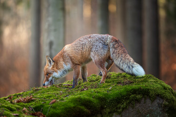 Fototapeta premium Red fox (Vulpes vulpes) prowling through a mossy forest. Wildlife photography capturing the predator hunting in its natural woodland habitat with soft green moss and autumn leaves.