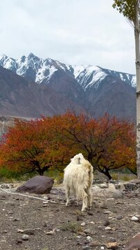 sheep in the mountains