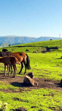 horse in the field