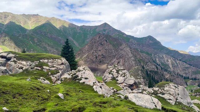 Panning video of lush green grass hills with a view of Tianshan Mountains, Xinjiang, China. There are many pine trees on a sunny day. Feeling free, fresh, and peaceful.