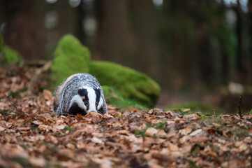 European badger (Meles meles) foraging in a forest floor covered with autumn leaves. Wildlife portrait of a nocturnal mammal in its natural habitat with mossy rocks and blurred background. © Rudolf