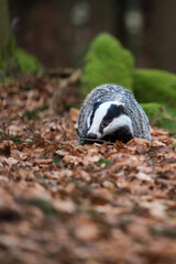 European badger (Meles meles) foraging in a forest floor covered with autumn leaves. Wildlife portrait of a nocturnal mammal in its natural habitat with mossy rocks and blurred background. © Rudolf