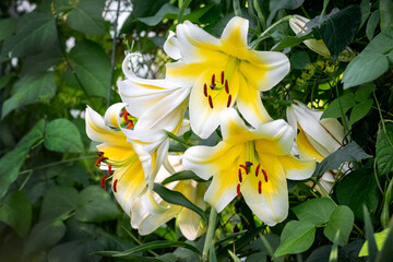 Obraz premium Luxurious white lilies with yellow center and red stamens against green foliage background — lush blooming garden lilies in summer