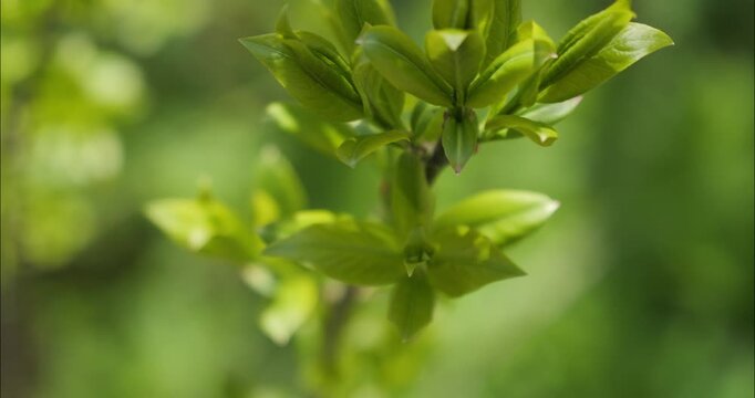 Green shoots of young leaves in spring have blossomed. Green background and freshness