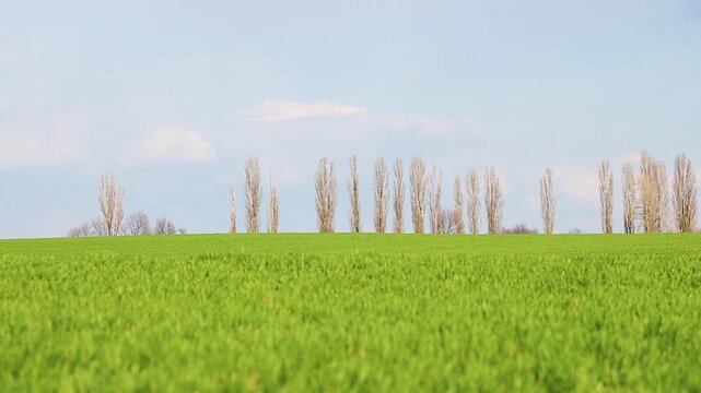 Bright Green Wheat Field and Row of Bare Poplar Trees on the Horizon
