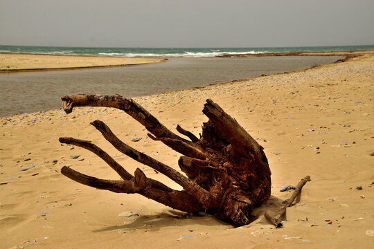 Weathered driftwood root on sandy Mediterranean beach with river estuary lagoon, sandbar, and turquoise sea at Nahal Alexander river mouth, Kfar Vitkin coast, Sharon plain, Israel
