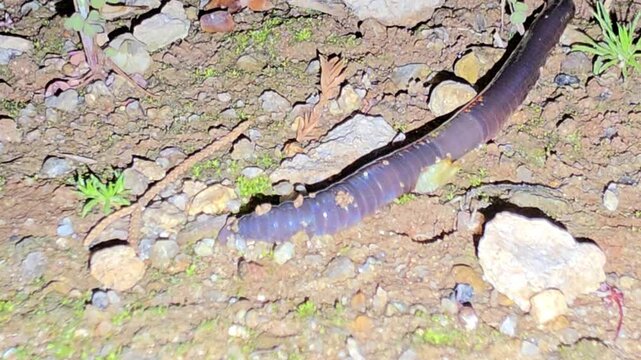 

Earthworm crawling on the ground at night #007

