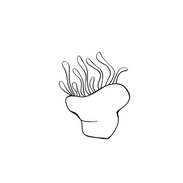 Contour anemone coral polyp. Outline actinia icon. Marine reef polyp drawn in doodle sketch style, side view isolated black outline on white for kids coloring book, sea design template Vector