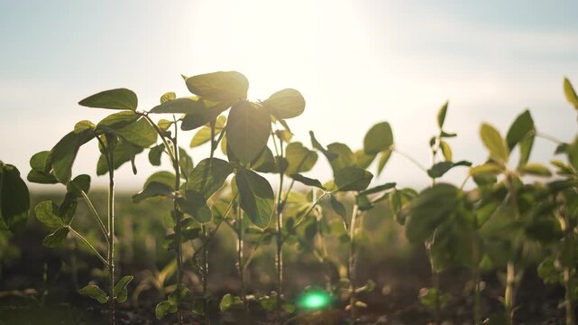Soybean field in sunlight. Close up soybean plants in agricultural field. Agribusiness concept with healthy soybean crops. Sustainable agriculture with green soybeans. Soybean farming in agribusiness.