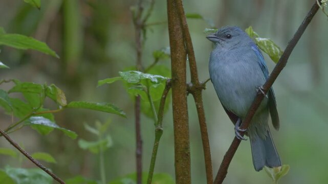 Azure-shouldered Tanager (Thraupis cyanoptera) perched on a branch in rainy Atlantic Rain Forest	