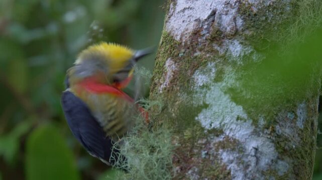 Yellow-fronted Woodpecker (Melanerpes flavifrons) preening its feathers on Tree Trunk in Tropical Rainforest Close-Up