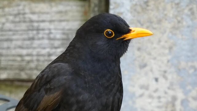 Close up of a male blackbird