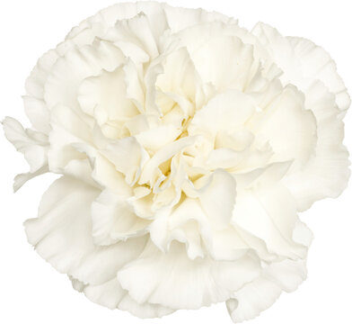 White Carnation isolated on white background.