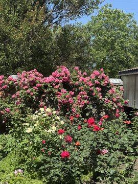 Abundant blooming roses in a lush garden create a vibrant and colorful outdoor floral scene in sunlight.