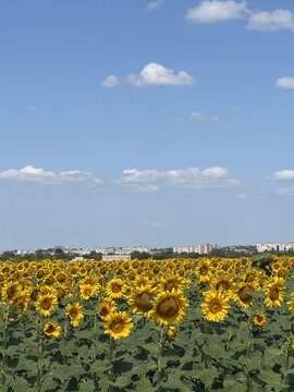 Bright sunflower field under a clear blue sky with distant buildings on the horizon.