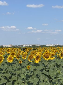 Sunflower field in full bloom under a clear blue sky with white clouds and distant city skyline.