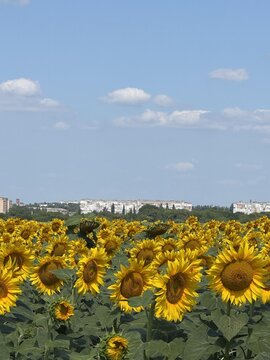 Rows of vibrant sunflowers bloom under a clear blue sky with scattered clouds in the background.