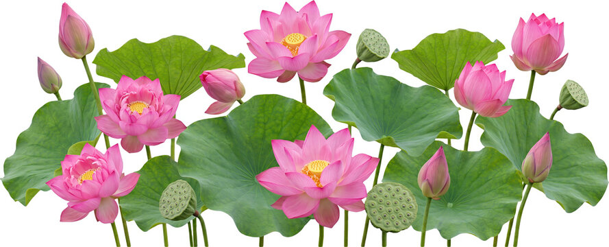 Pink lotus flowers and leaves isolated on transparent background PNG, blooming lotus plant, asian water flower