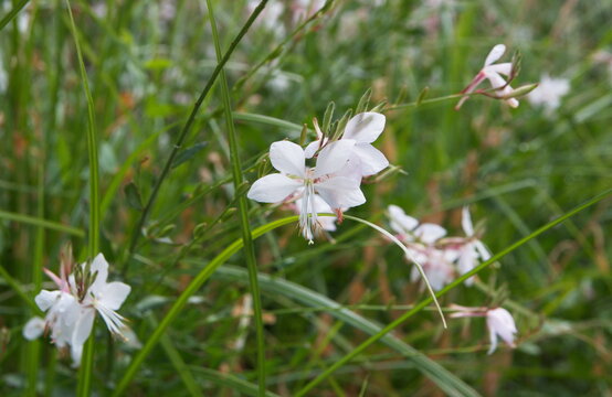 Gaura lindheimeri, with white flowers, ornamental summer plant