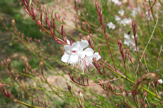 Gaura lindheimeri, with white flowers, ornamental summer plant