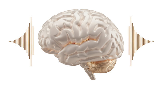 A detailed illustration of a human brain with sound waves on a white background