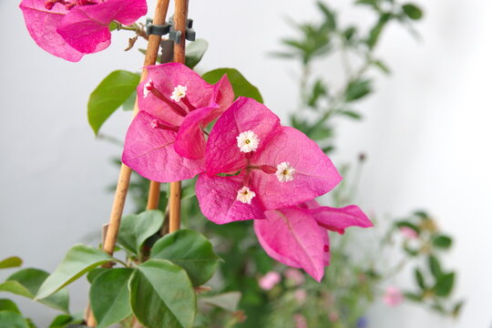Bougainvillea glabra wih purple-pink flowers, in bloom, on white background