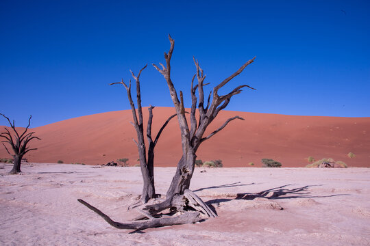 A solitary Acacia tree standing against the vast landscape of Namibia, its flat canopy silhouetted under the open sky of the African savanna.