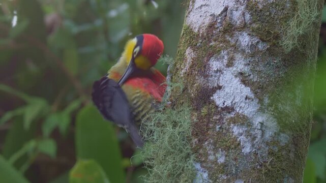 Yellow-fronted Woodpecker (Melanerpes flavifrons) Preening Wings on Tree Trunk in Tropical Rainforest Close-Up
