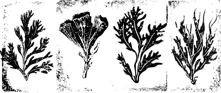 Black and white botanical illustrations of four seaweed and algae species with detailed leaf and branch shapes