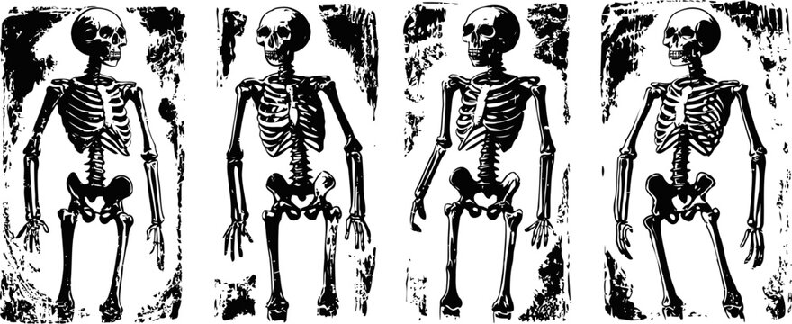 Four human skeletons lying on black and white textured background in different poses