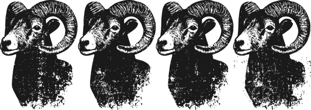Four monochrome black bighorn sheep heads in profile vector design with curled horns