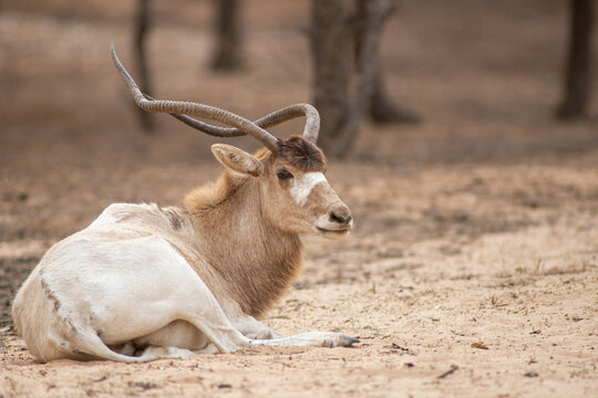 addax