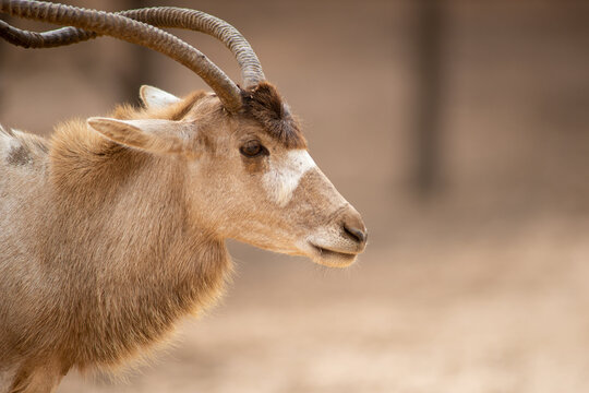 addax