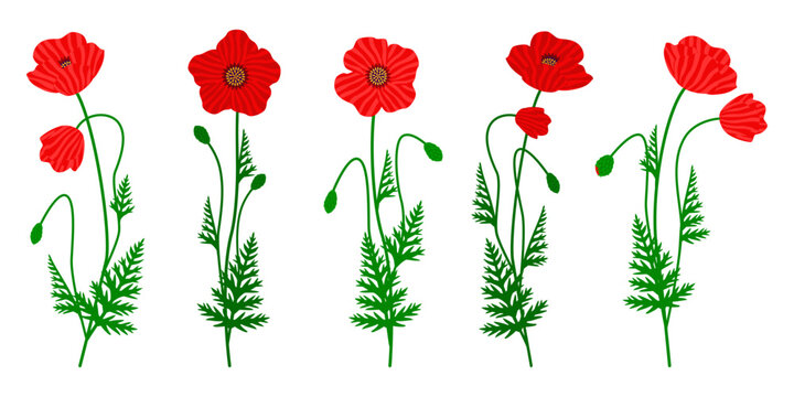 Red poppy flowers clipart set. Collection of wild botanical elements with green leaves and buds. Vector flat design illustration, isolated on a white background.