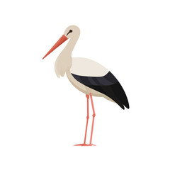 Fototapeta premium A Stork Standing Isolated on a Transparent Background
