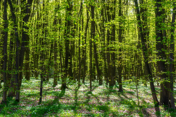 Piękno wiosennej zieleni w Lasku Zwierzynieckim, Białystok, Podlasie © podlaski49