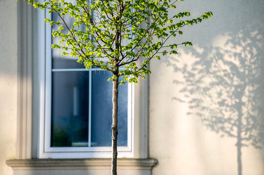 Junger Laubbaum Hainbuche Carpinus betulus mit frischem Laubaustrieb im Streiflicht wirft Schatten auf  Geb&auml;ude mit Sprossenfenster in Neckartenzlingen
