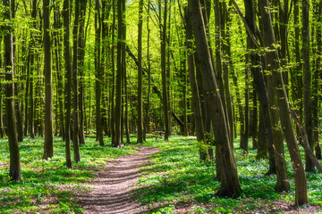 Piękno wiosennej zieleni w Lasku Zwierzynieckim, Białystok, Podlasie © podlaski49