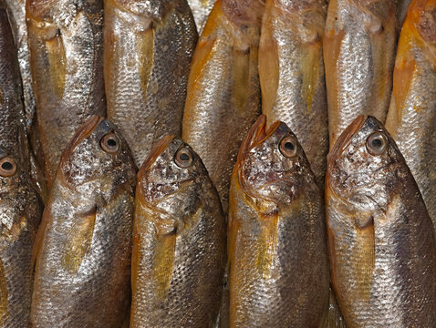 Close-up of fresh large yellow croakers