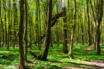 Piękno wiosennej zieleni w Lasku Zwierzynieckim, Białystok, Podlasie © podlaski49