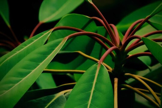 close up of green leaves