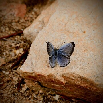 butterfly on the stone