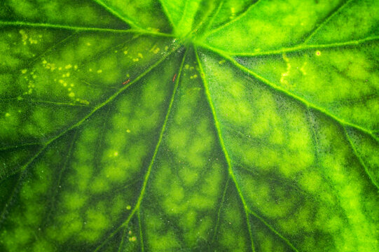 Extreme close-up of a vibrant green leaf showing intricate vein patterns and texture