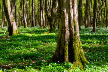 Piękno wiosennej zieleni w Lasku Zwierzynieckim, Białystok, Podlasie © podlaski49