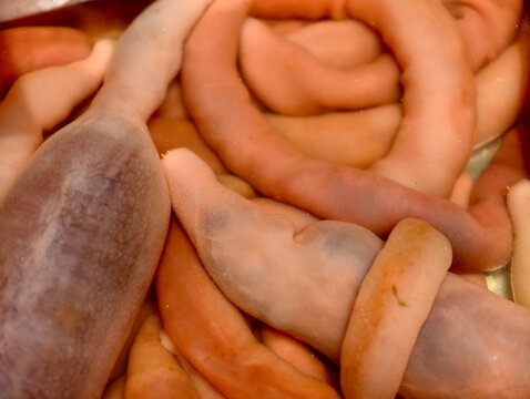 Close-up shot of Urechis unicinctus (penis fish) 