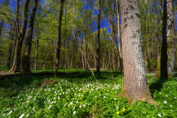 Piękno wiosennej zieleni w Lasku Zwierzynieckim, Białystok, Podlasie © podlaski49